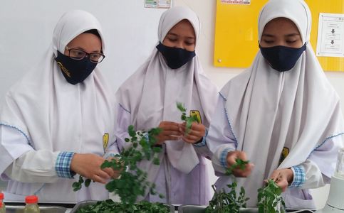 Indonesian Schoolchildren Win Award for Creating Mouthwash with Moringa Leaves