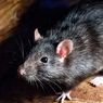 Cara Ampuh Usir Tikus dari Plafon Rumah