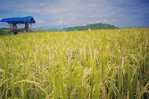 Kisah Petani Padi di Sumbawa Semakin Terhimpit Mahalnya Biaya Produksi