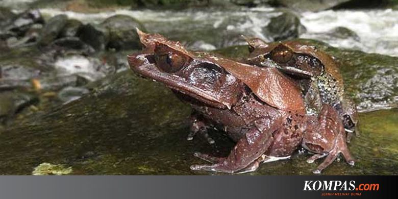 Ditemukan, Spesies Baru Katak Bertanduk dari Hutan Kalimantan