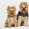 Stop Memberikan Es Krim pada Anjing Peliharaan, Ini Bahayanya