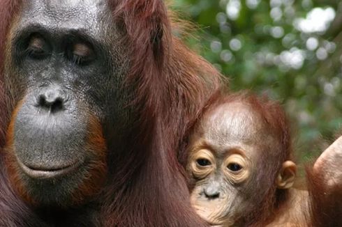 Anak Orangutan Ditemukan dalam Kondisi Lemah di Kebun Warga