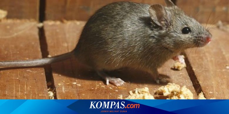 Cara Alami Usir Tikus di Rumah Tanpa Membunuhnya