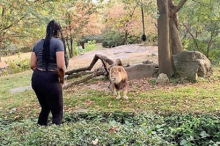 Seorang pengunjung perempuan berdiri di hadapan singa di Kebun Binatang Bronx, New York. Dia memasuki kandang dan menari. Gadis itu kini menjadi buruan polisi setelah videonya viral.