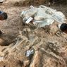 Fosil Gajah Purba Stegodon di Nganjuk Temuan Paling Lengkap, Tingginya Lebih dari 3 Meter