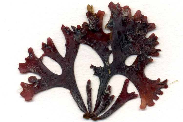 Ilustrasi Chondrus crispus atau alga merah yang dikenal sebagai sea moss.