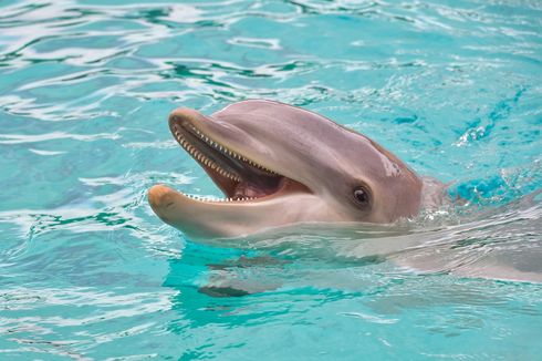 7 Fakta Lumba-lumba, Mamalia dengan Ingatan yang Sangat Tajam