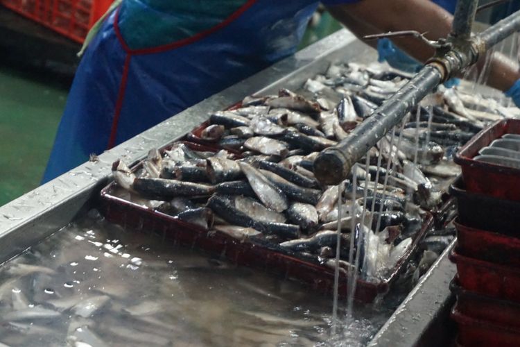 Ikan Lemuru yang akan diproses di pabrik pengalengan ikan di Muncar Banyuwangi