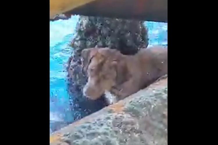 Seekor anjing berenang menuju anjungan lepas pantai di Teluk Thailand, yang berjarak 220 km dari pantai. (ABC News)