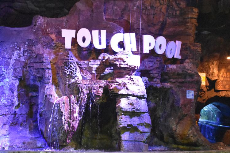 Touch Pool di Sea World Ancol.