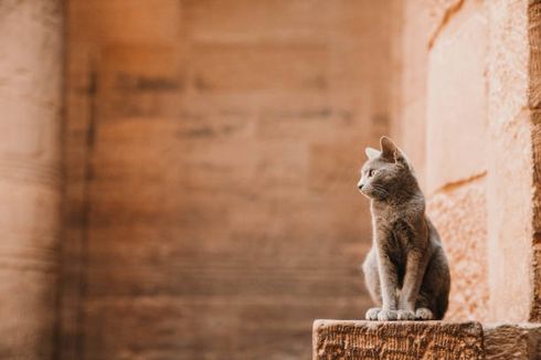 Mengenal Asal Muasal Mitos Kucing Memiliki 9 Nyawa