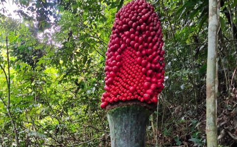  Carrion Flower in Indonesia’s West Sumatra Province Bears Fruit