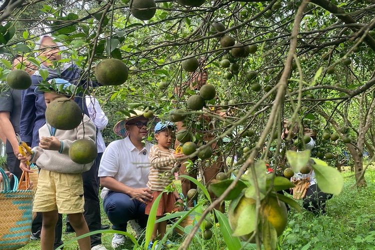 Bupati Batang Faiz bersama keluarga memetik jeruk di Agroeduwisata Balai Benih Pertanian Clapar, Kecamatan Subah, Kabupaten Batang, Rabu (18/6/2025).