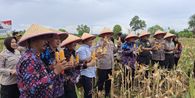 Sempat Viral Disebut Gagal, Ladang Jagung Hasil Tanam Gibran di Tangerang Akhirnya Dipanen