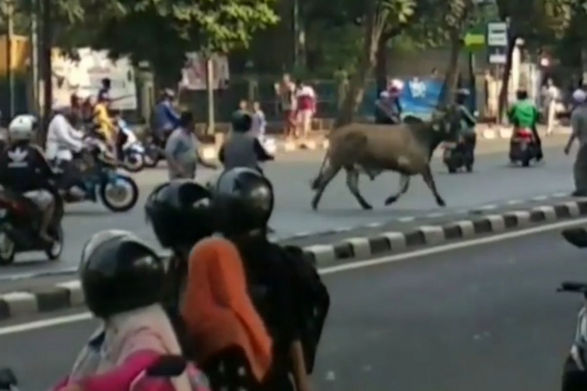 Sapi di Tanah Abang Ngamuk Berkeliaran di Jalan KH. Mas Mansyur, Rabu (22/8/2018).