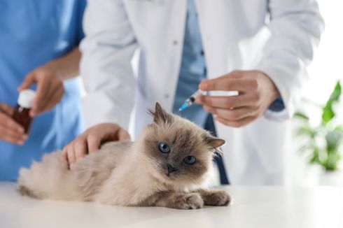 Ketahui, 6 Masalah Kesehatan Ini Sering Menyerang Kucing Peliharaan