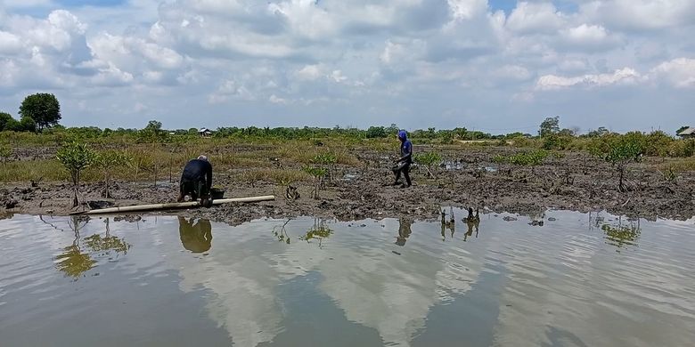 Tak peduli panas terik, dua orang warga di Desa Tanjung Rejo, Kecamatan Percut Sei Tuan,Deli Serdang pada Senin (13/6/2022) mencari cacing laut. Mereka mencari cacing laut dari pukul 05.00 WIB dan beradu cepat dengan air pasang.