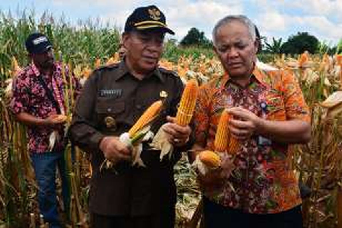 Bupati Lamongan Fadeli (kiri), saat acara panen raya jagung di Lamongan beberapa waktu lalu. (foto; dok.humas Pemkab Lamongan)