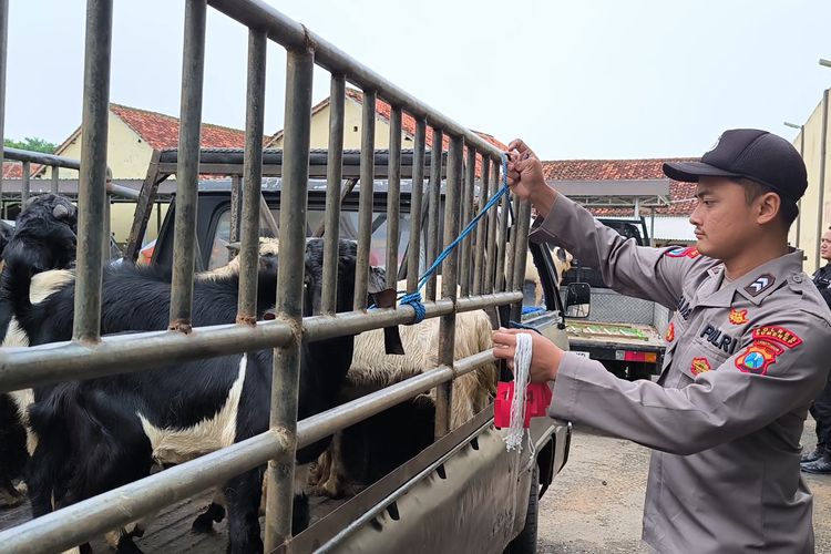 Seorang anggota polsek mengikat kambing yang dinaikkan ke mobil bak terbuka atau pikap.