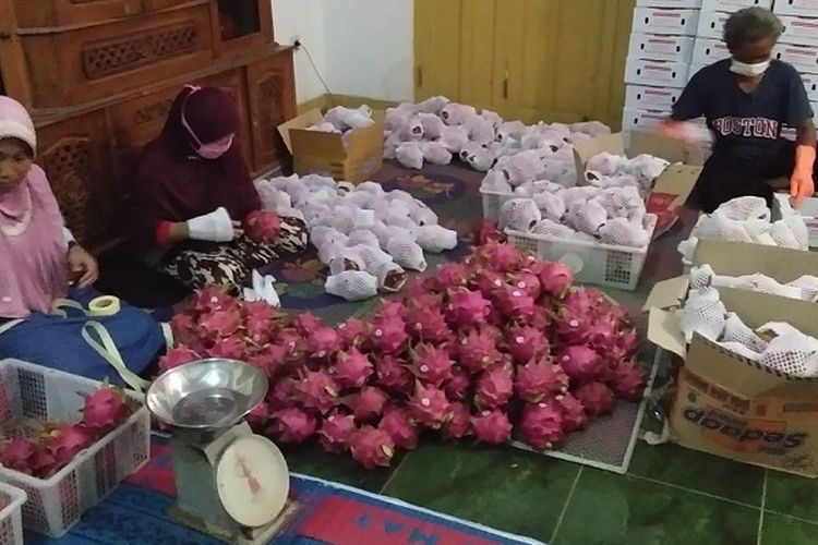 Kementan berhasil gaet Investor serap 150 ton buah naga petani di Banyuwangi