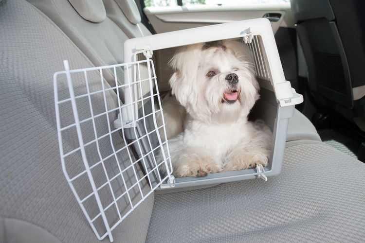 Ilustrasi anjing Maltese, Ilustarsi membawa anjing peliharaan mudik dengan travel box.