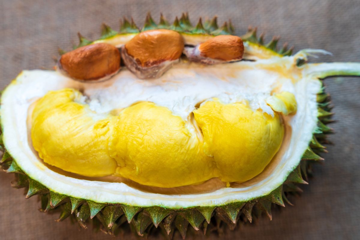 Ilustrasi buah durian beserta bijinya, biji durian. 