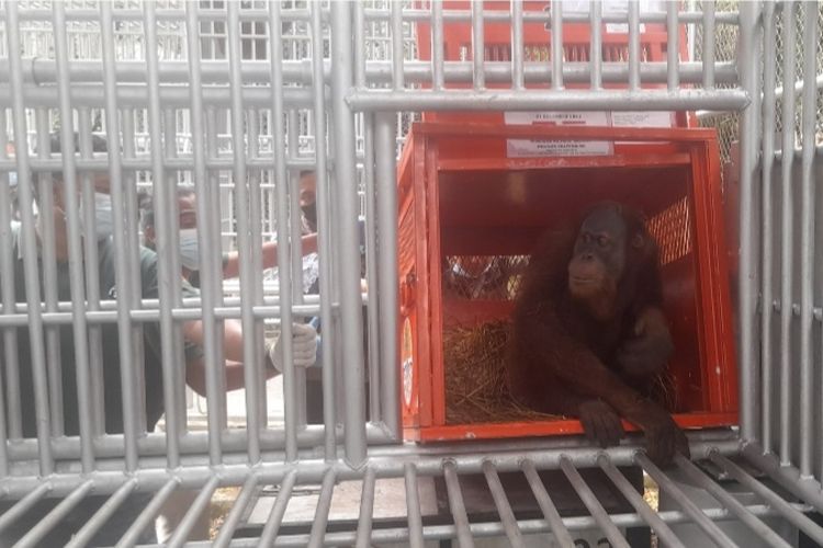 Orangutan bernama Nobita (7) saat dikeluarkan ke kandang rehabilitasi milik FZS setelah dilakukan repatriasi dari Thailand