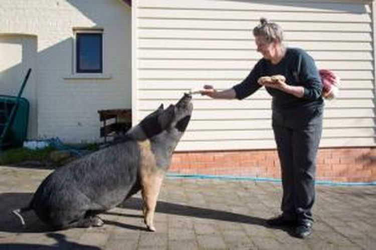 Tina, babi betina ini cukup pintar untuk bisa memahami perintah duduk dan diberikan makanan roti krim dari tangan pemiliknya, Patricia Kelsall.