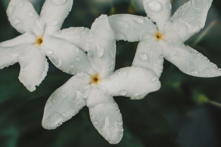 Ilustrasi bunga melati.