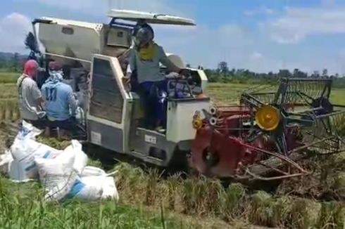 Panen di Masa Covid-19 Harus Dilakukan, Mentan Minta Petani Tetap Waspada