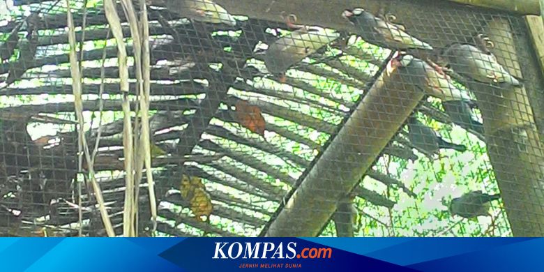 Desa Jatimulyo Berkembang Jadi Ekowisata Pengamatan Burung Halaman All Kompas Com