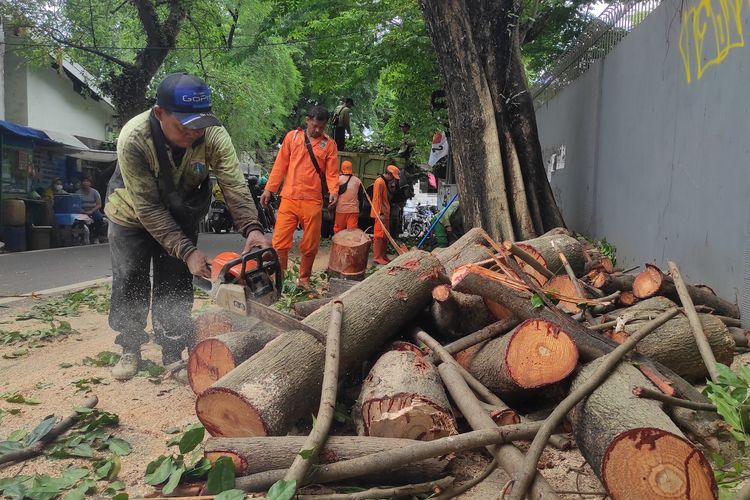 Petugas Suku Dinas Kehutanan Jakarta Selatan tengah memotong bongkahan kayu dari pohon yang tumbang di Jalan Bangka VIII, Mampang Prapatan, Jakarta Selatan, Kamis (9/2/2023) 