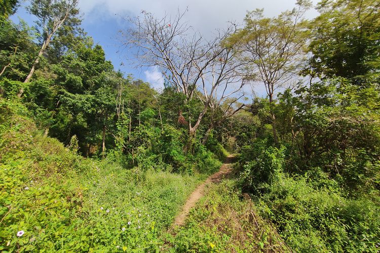 Kawasan hutan di Jalan Tembus Selogiri-Manyaran.