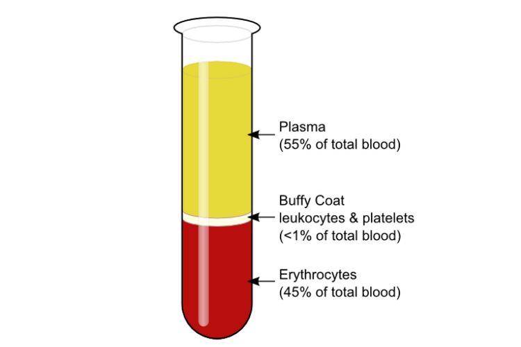 Plasma darah ditunjukkan oleh cairan berwarna kuning muda.