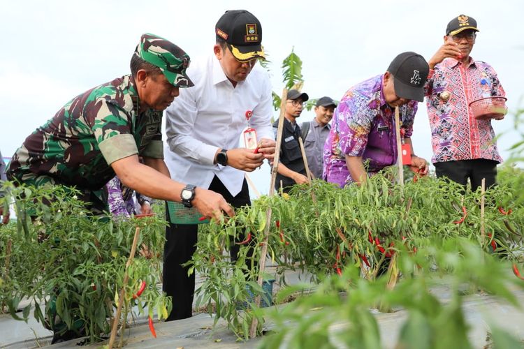 Pj Bupati Andi Ony ikut dalam kegiatan panen cabai di Desa Bakung, Kecamatan Kronjo, Tangerang, Kamis (19/10/2023).