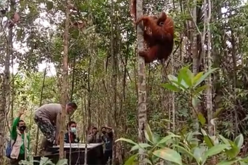 Sempat Masuk ke Permukiman Warga, Orangutan Tapanuli Dilepasliarkan ke Habitatnya