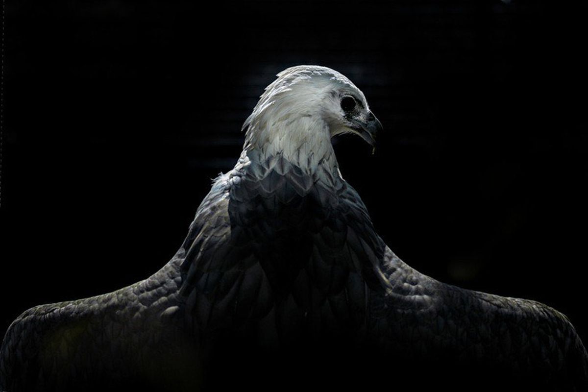 Potret seekor elang dengan pencahayaan dramatis dan komposisi yang kuat karya pemenang Grand Prize International Animal Photo & Video Competition (IAPVC) 2025 Adhitya Wibhawa. 
