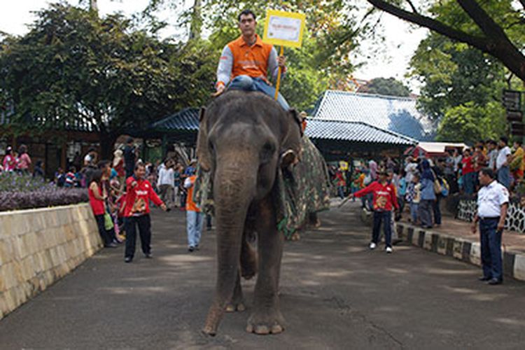 Wahana Gajah Tunggang di Kebun Binatang Ragunan, Jakarta Selatan