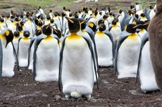 Cara Penguin Berkembang Biak