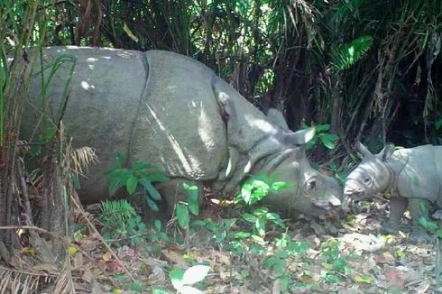 Bertambah Dua Ekor, Bagaimana Kondisi Konservasi Badak Jawa di Ujung Kulon?