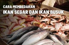 12 Perbedaan Antara Ikan Segar dan Ikan Busuk