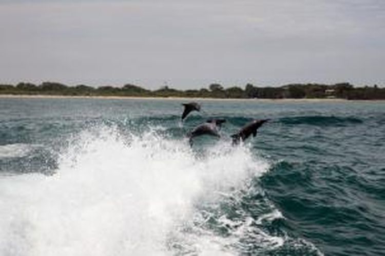 Kalau di Indonesia ada Pantai Lovina yang terkenal dengan lumba-lumbanya, di Negeri Kanguru Anda bisa menjumpai hal serupa di Port Stephens.