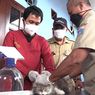 3.744 Hewan di Jakarta Barat Telah Terima Vaksin Rabies, Paling Banyak Kucing