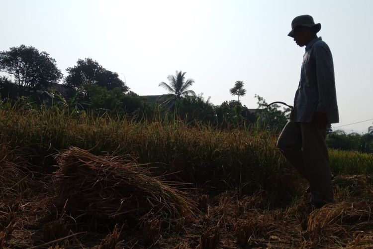 Seorang petani di Kabupaten Cianjur, Jawa Barat memanen paksa tanaman padinya, akibat bencana kekeringan tahun ini. Petani mengalami gagal panen karena sudah tiga bulan lahan sawah tak terairi.