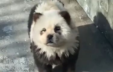 Kebun Binatang di China Ubah Anjing Menyerupai Panda, Tuai Kecaman ...