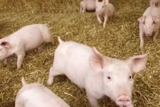 Australia Akan Miliki Pembangkit Listrik dari Kotoran Babi