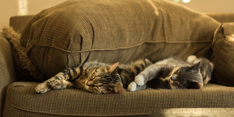 Cara menghilangkan bulu kucing di sofa.