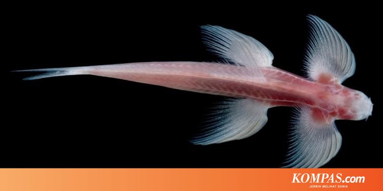 Bisa Berjalan Seperti Hewan Darat Ikan Ini Membuktikan Kebenaran