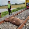 BPKA Ancam Pidanakan dan Denda Warga jika Gembalakan Ternak di Area Rel Kereta Api