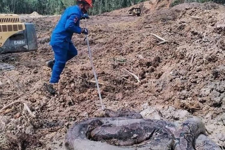 Ular piton seberat 250 kg dan 100 kg ditemukan di lokasi proyek pembangunan di Marang, negara bagian Terengganu, Malaysia, Kamis (9/12/2021).
